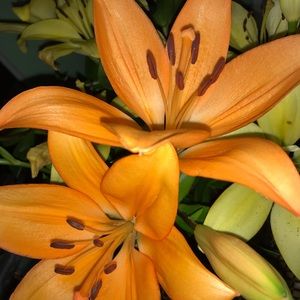 Meet your Posher, Angelena